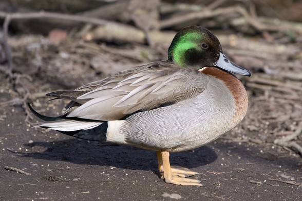 A male Mallard / Pintail hybrid. It has mostly Mallard colours except for a blue Pintail bill.