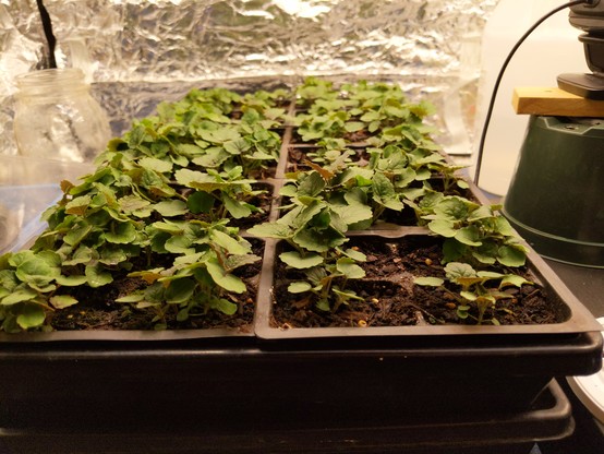 A tray of Anise Hyssop, Agastache foeniculum. There are 48 cells with multiple plants in each, the tallest are around 2 inches / 5cm.
