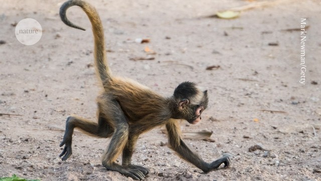 monkey with a very nice tail