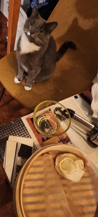 Gray cat on a yellow chair looking suspecting at person making Kazakh dumplings