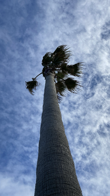 Palmera