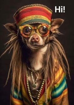 ein Chihuahua im HippiStyle