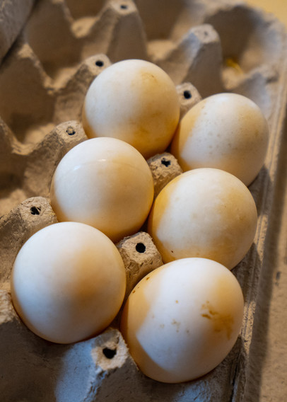 Close shot of 6 large eggs (not very clean) in a 12 egg carton lit dramatically with a yellow cast.