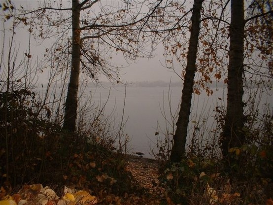 A misty night on the banks of the Columbia River, the thin trees silhouetted against the water of the river. 