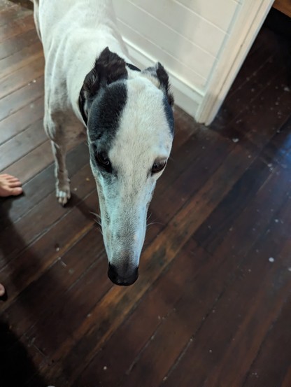 Greyhound with long black and white triangular noise