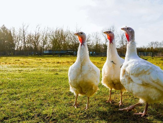 Die Puten Amelie, Anouschka und Cleo stehen auf einer grünen Wiese im Land der Tiere. Im Hintergrund ist ein Tiergehege zu sehen.