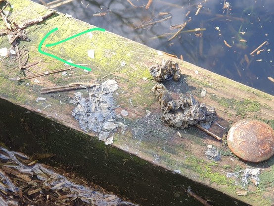 Otter scat (spraints) and fish scales on duck boards, Fishlake Meadows 