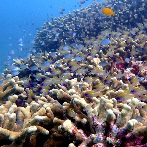 coral reef with many fish