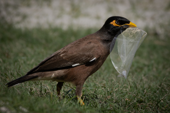 A common myna bird proudly carrying a piece of clear plastic trash that it has picked up. 