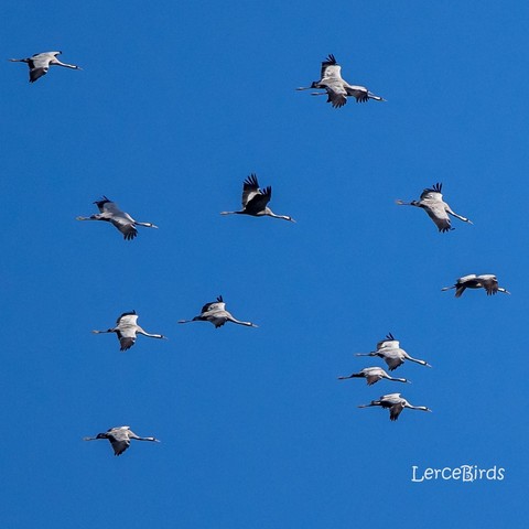 Een groep van 72 kraanvogels vloog zaterdag over Den Haag, op weg naar het noorden
