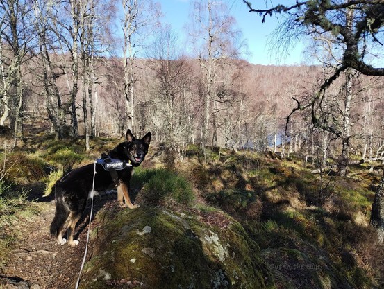 Looking through a birch woodland, no leaves on the trees yet. Moray the dog is stood on a mossy rock in the foreground, looking at the camera. A lochan is just about visible through the trees. Blue sky.
