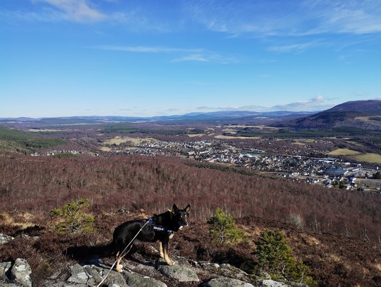Looking down from a heathery and rocky hilltop, at a town in the valley, more hills beyond. Blue sky with wispy clouds. Moray the dog is stood on a rocky slab at the front.