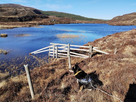 A lochan between heathery hills, some grasses growing in the water. A fence running alongside then dipping into the water. Moray the dog sat looking at the lochan. Blue sky and blue lochan.