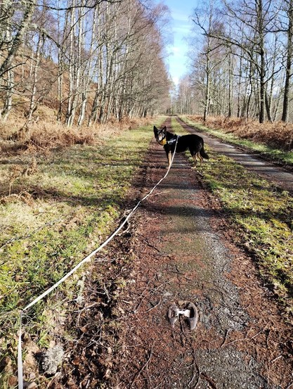 An old road heading into the distance, grass growing over it, but a cats-eye in the foreground. Trees on both sides. Moray the dog stood looking back at me.