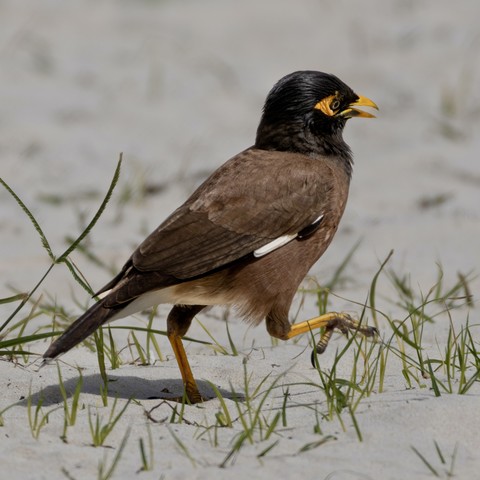 A common myna bird (brown body with a black head and yellow highlights around its eyes to match its yellow beak and legs). 

The bird is walking with high steps over the sand with some blades of grass poking through the sand. 