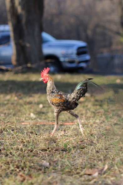 Strutting across a lawn is Loss.jpeg, a crele cockerel with long, pink shanks.