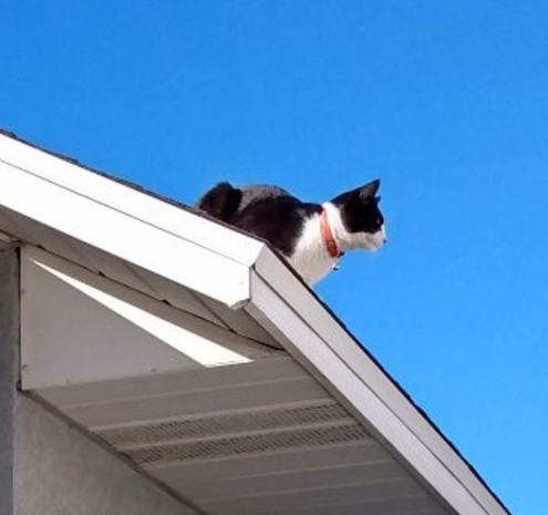Cat on a Cold Shingle Roof