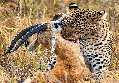 Best 2-day short African Safari in Tanzania