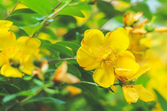 Close-up photo if the yellow flowers of St. John's wort