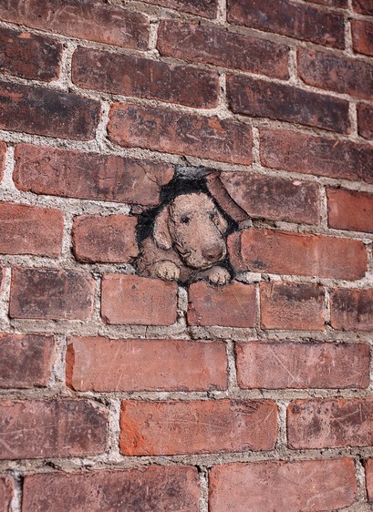 Ein Hund schaut aus einer Bachsteinmauer.