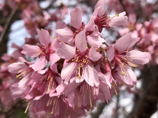 Early blossoming sakura.