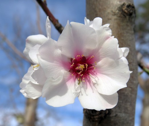 March is really a month of blossoms here in Kyoto.