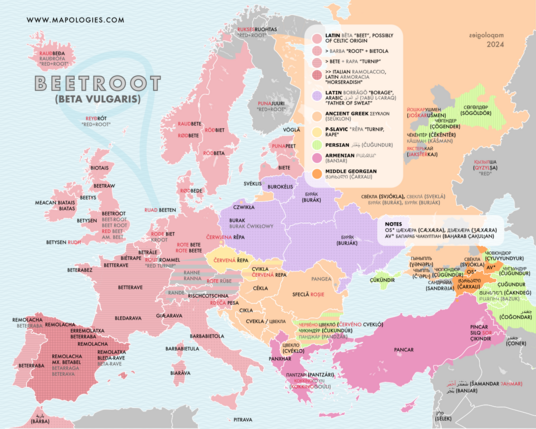 etymology map of beetroot