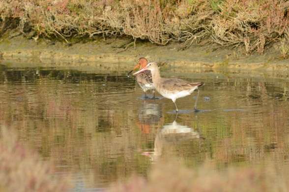 Una pareja de aves, "aguja colinegra" comiendo en una de los esteros de la Bahía de Cádiz. Destacaría sus largos picos, más largo el pico de la hembra, y los colores anaranjados alrededor del cuello del macho.