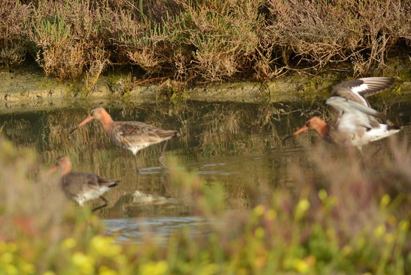 Una bandada de aves, "aguja colinegra" comiendo en una de los esteros de la Bahía de Cádiz. Destacaría sus largos picos, sus colores anaranjados alrededor del cuello del macho (plumaje nupcial) y los bonitos colores al desplegar sus alas