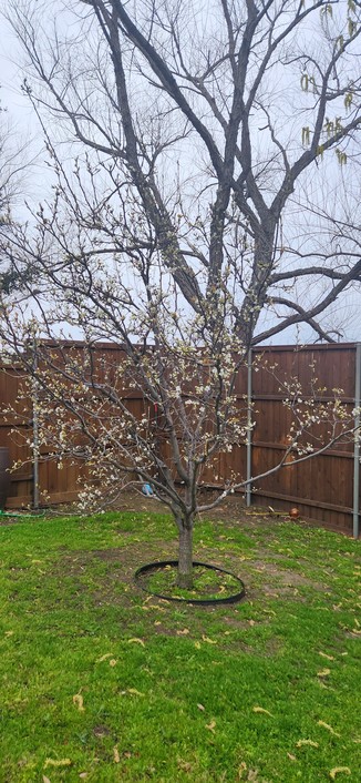 blooming pear tree