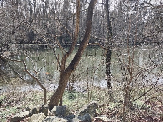 Photo: Looking through trees at a lake and the far, wooded hillside. The trees are still bare. It is sunny based on reflections on the surface of the water. There are several orange fish crowded near the near shore of the lake. It is difficult to see but there are several turtles on a log in the lake near the far shore. The water is darkish green.