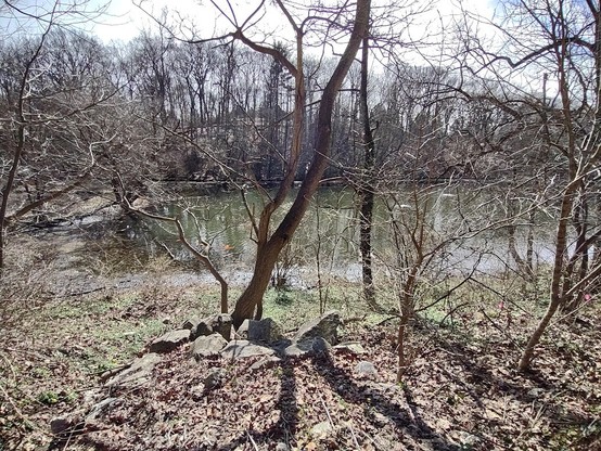 Photo: Wide angle view, looking through trees at a lake and the far, wooded hillside. The trees are still bare. It is sunny based on reflections on the surface of the water. There are several orange fish crowded near the near shore of the lake. It is difficult to see but there are several turtles on a log in the lake near the far shore. The water is darkish green.