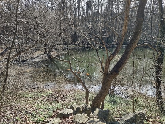 Photo: Looking through trees at a lake and the far, wooded hillside. The trees are still bare. It is sunny based on reflections on the surface of the water. There are several orange fish crowded near the near shore of the lake. It is difficult to see but there are several turtles on a log in the lake near the far shore as well as a log in the foreground, at right. The water is darkish green.