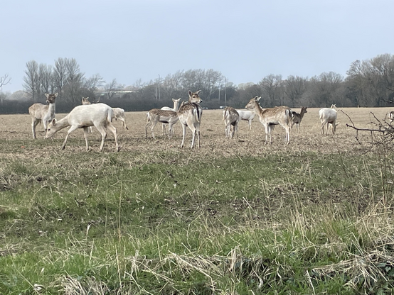 A herd of deer grazing in a field. Some are brown and some are white. 