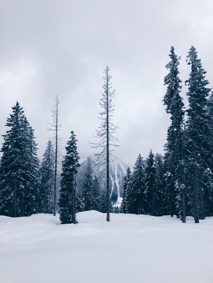 Lonely trees in the mountains with fog