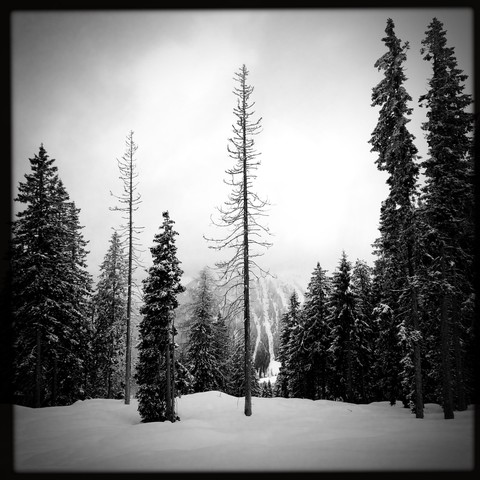 Alberi solitari in montagna con la nebbia e la neve