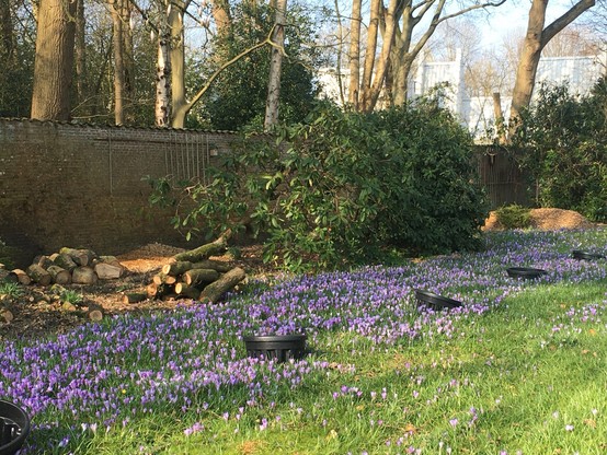 Krokussen in het gras