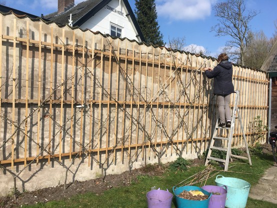 Leifruit opgroeiende tegen de muur in het patroon “Belgisch hek”