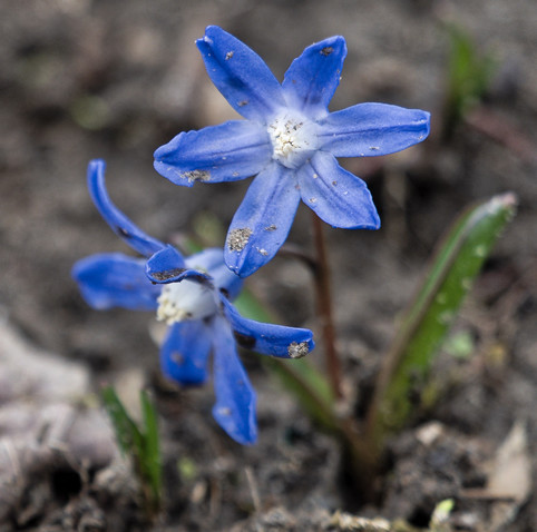 Two blue flowers with six petals each on a tiny plant in a defocused mud field with an occasional leaf here and there.