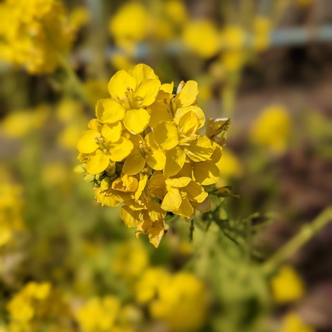 Canola flowers bloom alongside cherry blossoms, making for a colourful start to the spring.