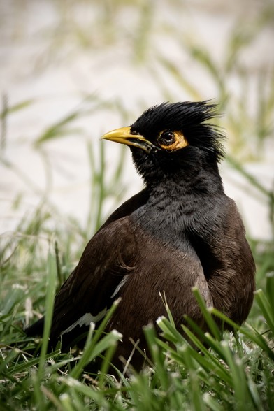 Black and brown feathered bird in the grass. Has a bright yellow beak, and similar yellow around its eye. The feathers on the top of its head are slightly ruffled by the breeze, giving it a spiky hair look.