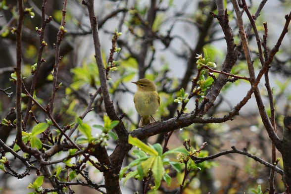 Mosquitero común posado sobre una rama del ciruelo
