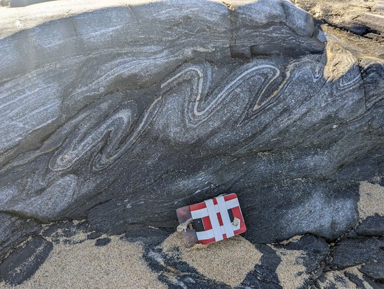 A group of small folds picked out by a pale layer in predominantly grey mylonitic Lewisian gneiss.  The outcrop is on a beach, north-west Isle of Lewis, Scotland.