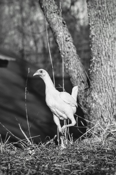 Lentoofa the red pyle pullet stands on her left leg in front of a tree. She is eyeing the viewer with her tail is up and her head held high. The image is desaturated.