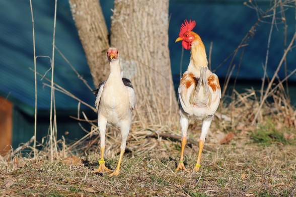 Two red pyle modern game stand in front of a tree. On the left, Lentoofa the pullet is walking towards the viewer. On the right, Lyle the cockerel is walking away, though his beak is turned towards Lentoofa.