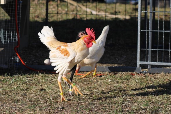 Lyle the red pyle cockerel dances into Licorice the black pullet to his left. His right wing is closest to the viewer and outstretched, his tail is fanned, and his toes are tapping the ground.