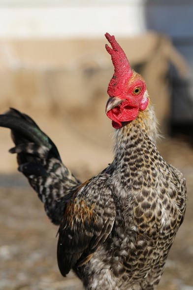 A close up of Loss.jpeg. His crele feathers are tattered, with much of his golden bars missing and his mane looking shaggy. His comb has small scabs from fighting, his wattles are curled inwards. His visible eye is green and his earlobe is very light blue.