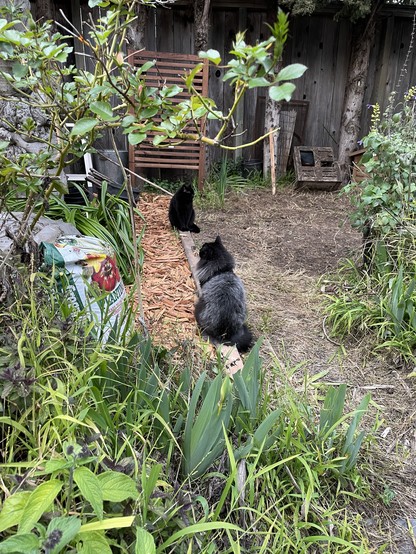 Two black cats sitting in a garden