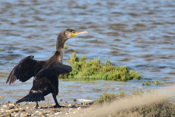 Cormorán grande secando sus alas ala sol