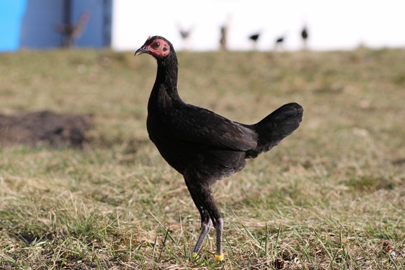 A side view of a nice black modern game pullet who is looking to the right. She stands in a yard that hasn't greened yet. Out of focus behind her are the blurry shapes of other modern game bantams.